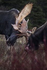 Orignal - Automne 078