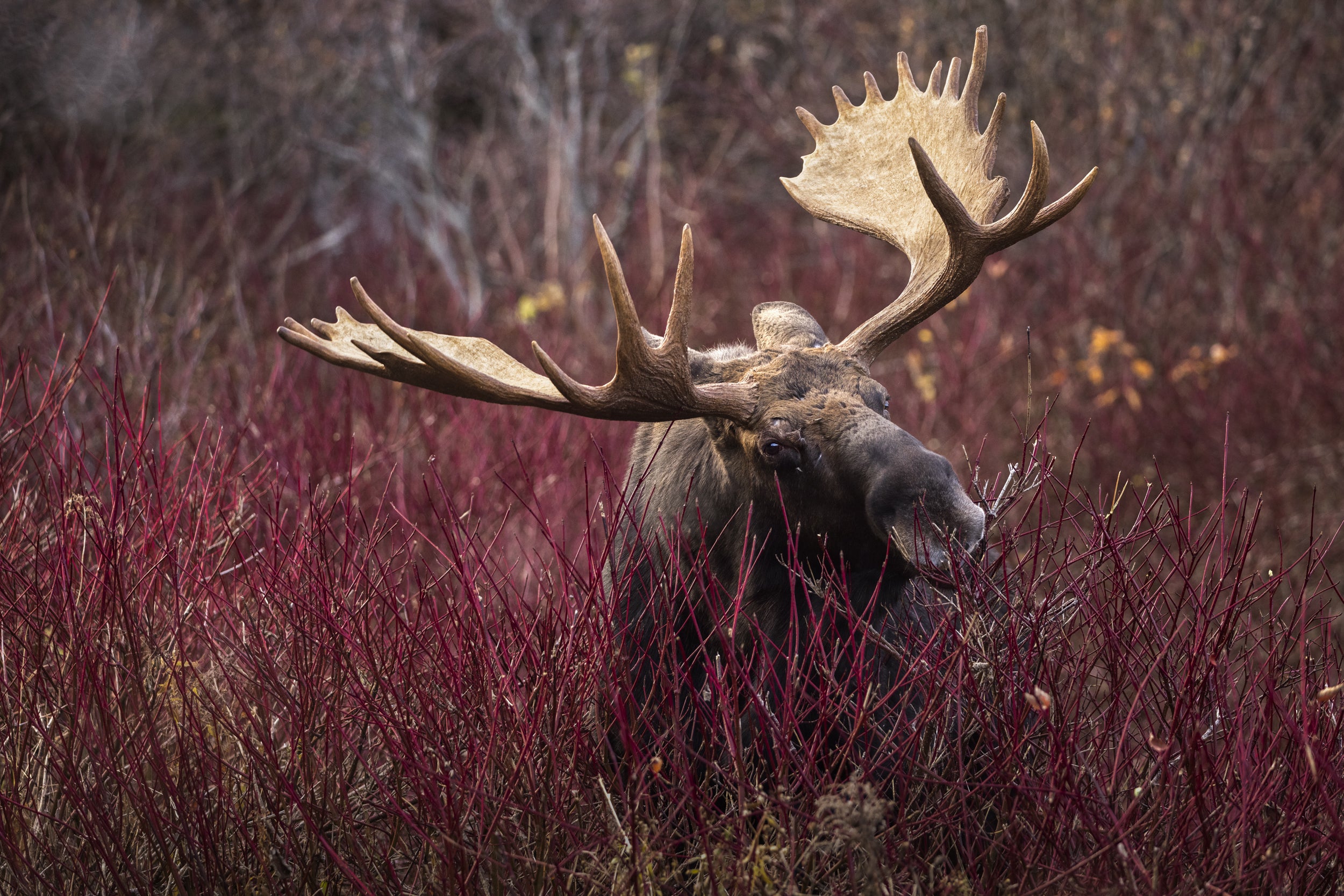 Orignal - Automne 089