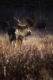 Orignal - Automne 098