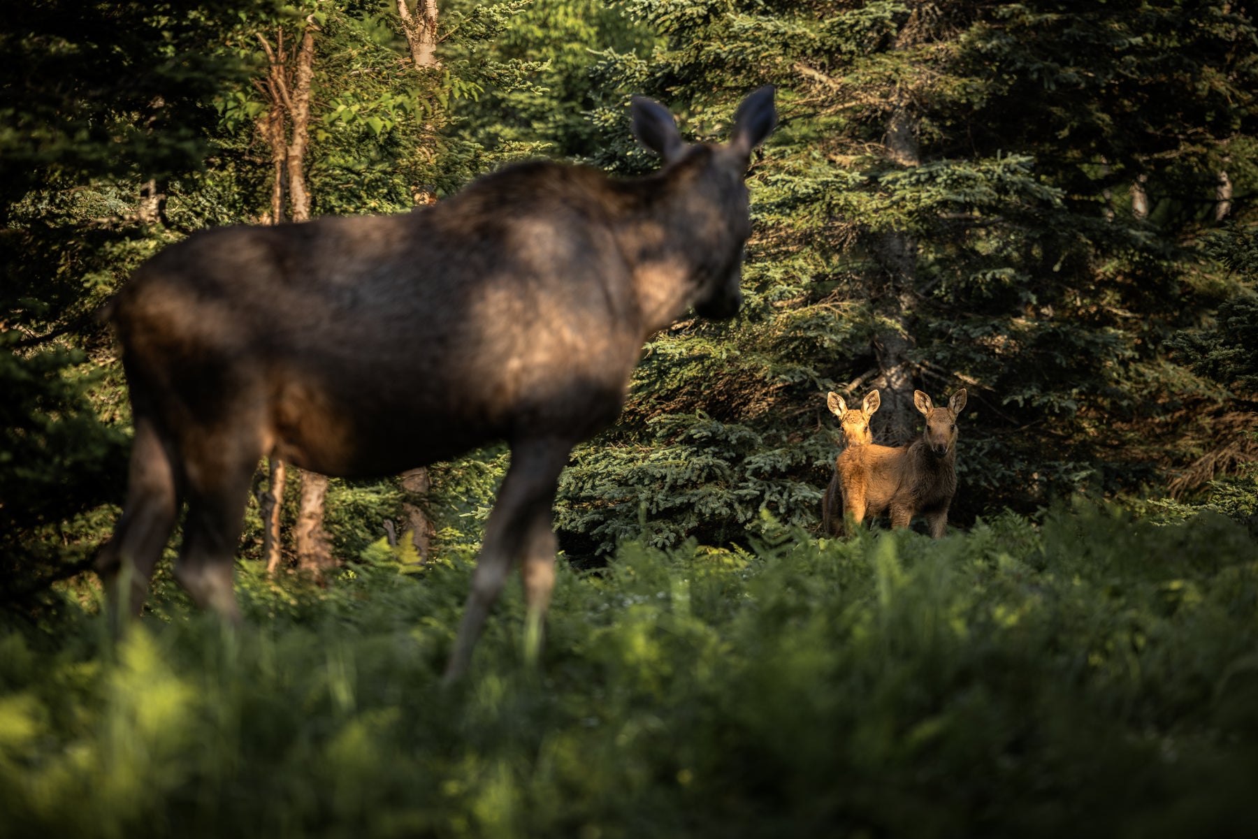 Orignal - Été 0129