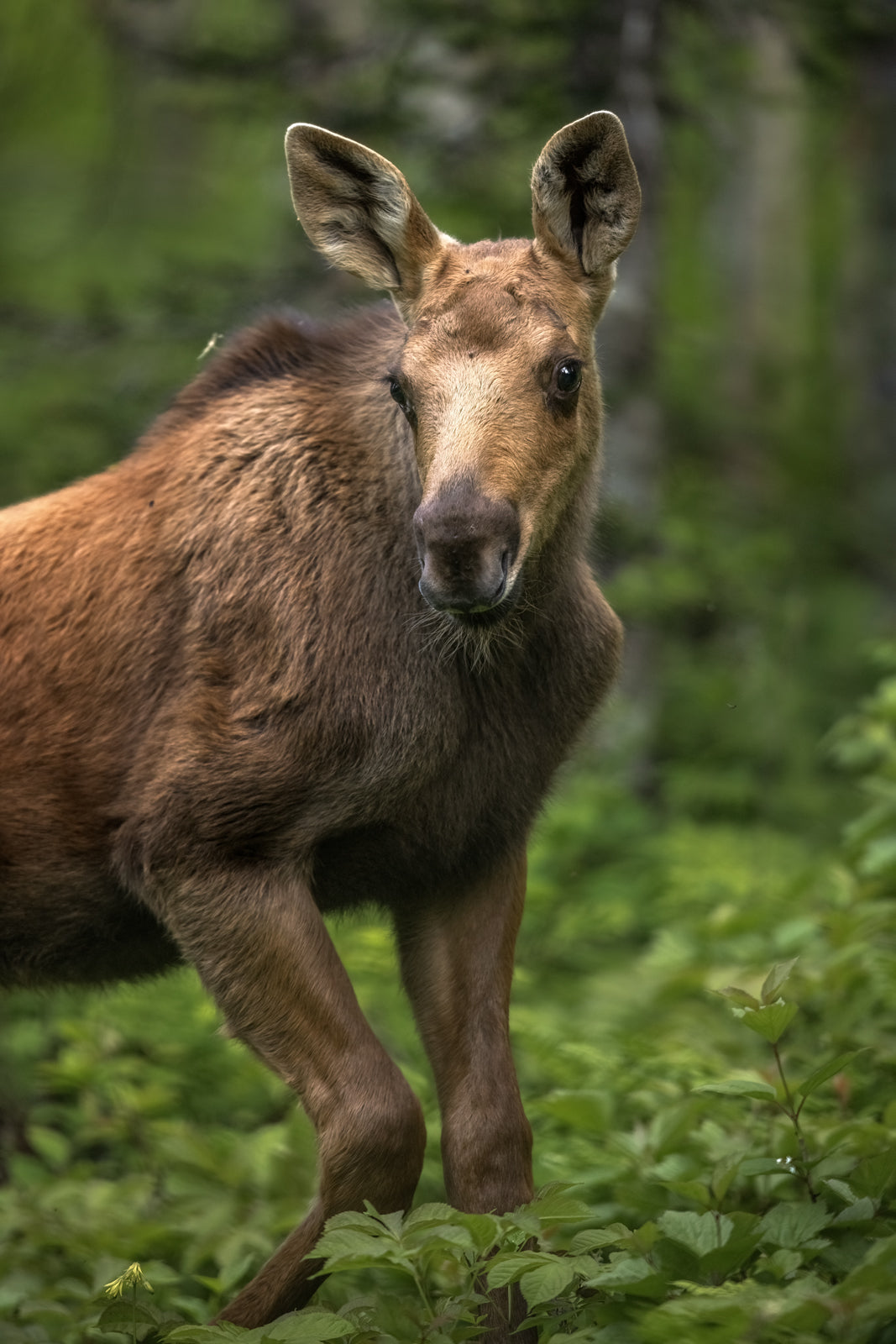 Orignal - Été 0131