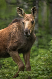 Orignal - Été 0131