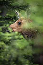 Orignal - Été 0132