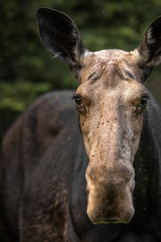 Orignal - Été 0133