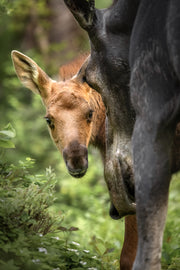 Orignal - Été 0134