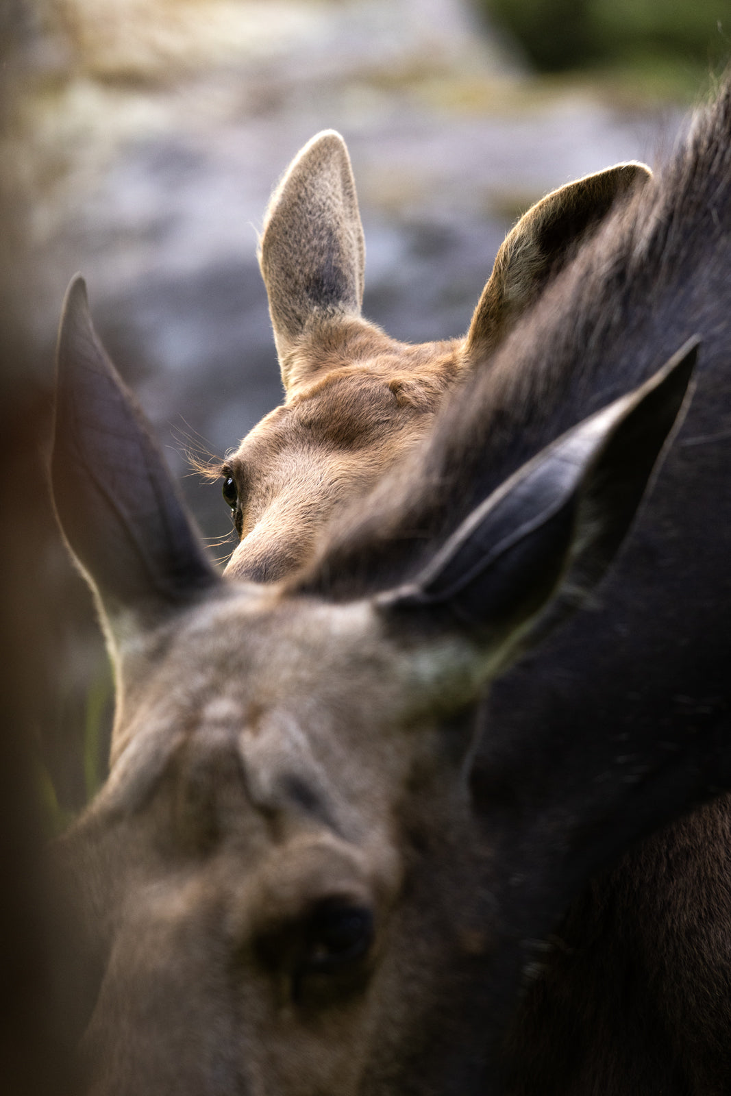 Orignal - Été 0135