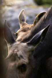 Orignal - Été 0135