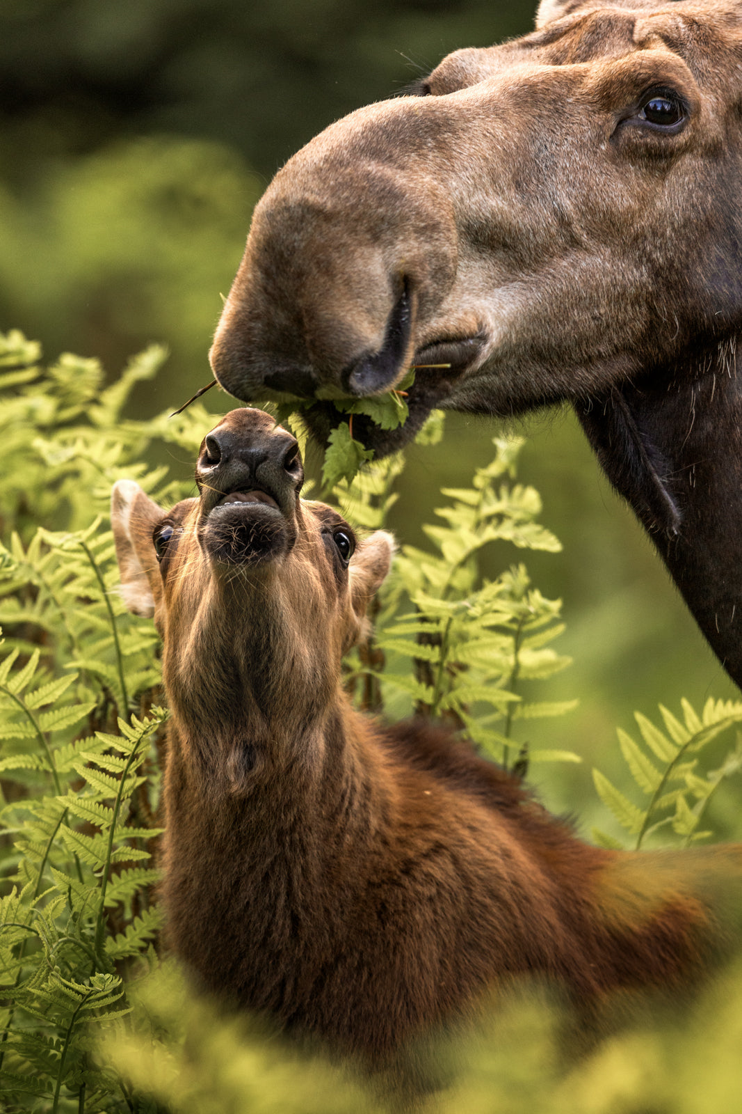 Orignal - Été 0137