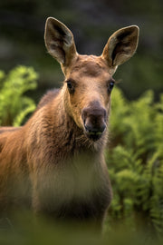 Orignal - Été 0138