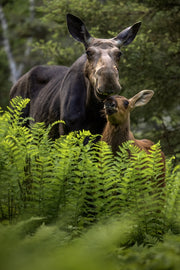 Orignal - Été 0139