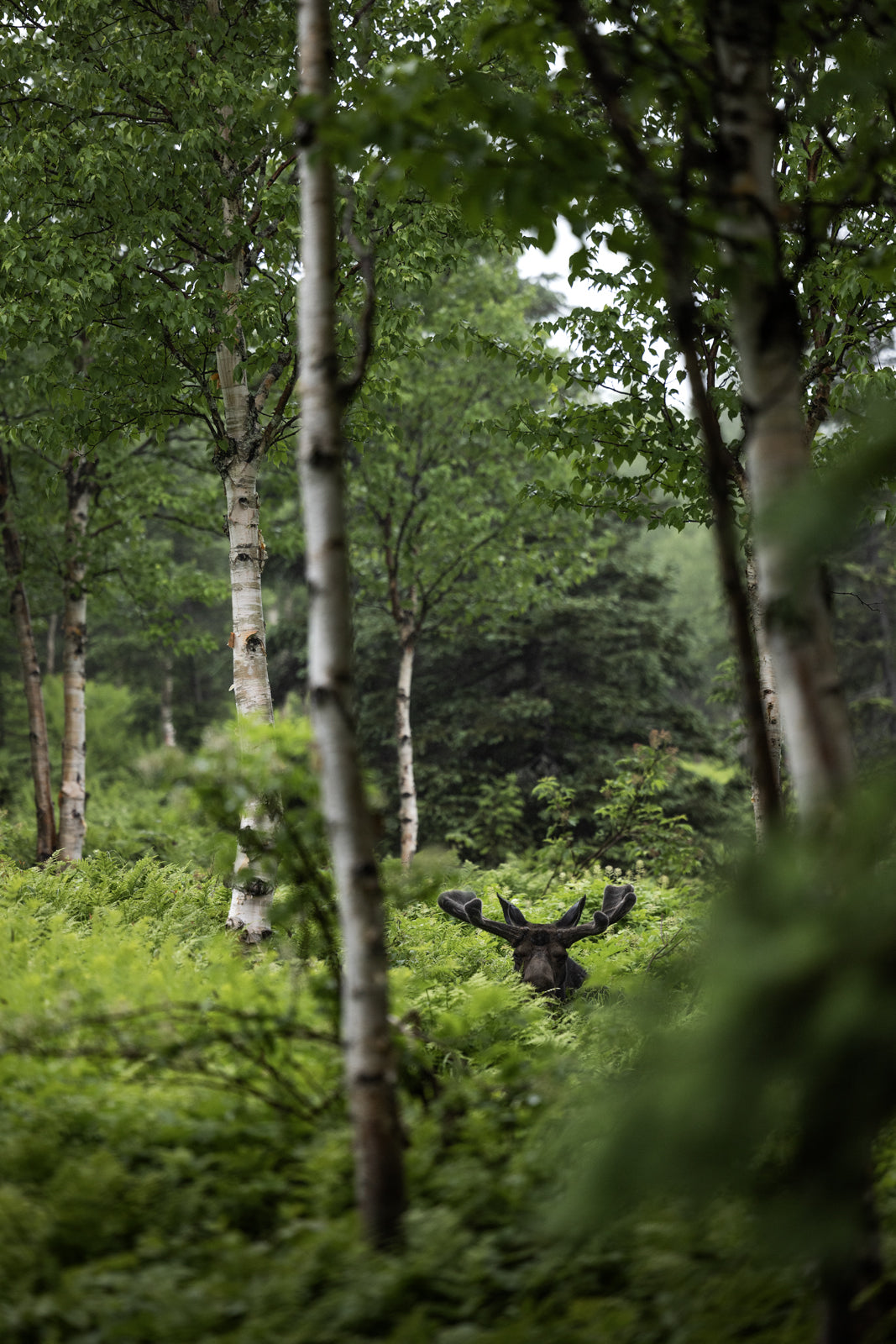 Orignal - Été 0140