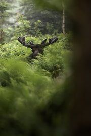 Orignal - Été 0141