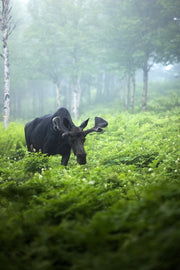 Orignal - Été 0142