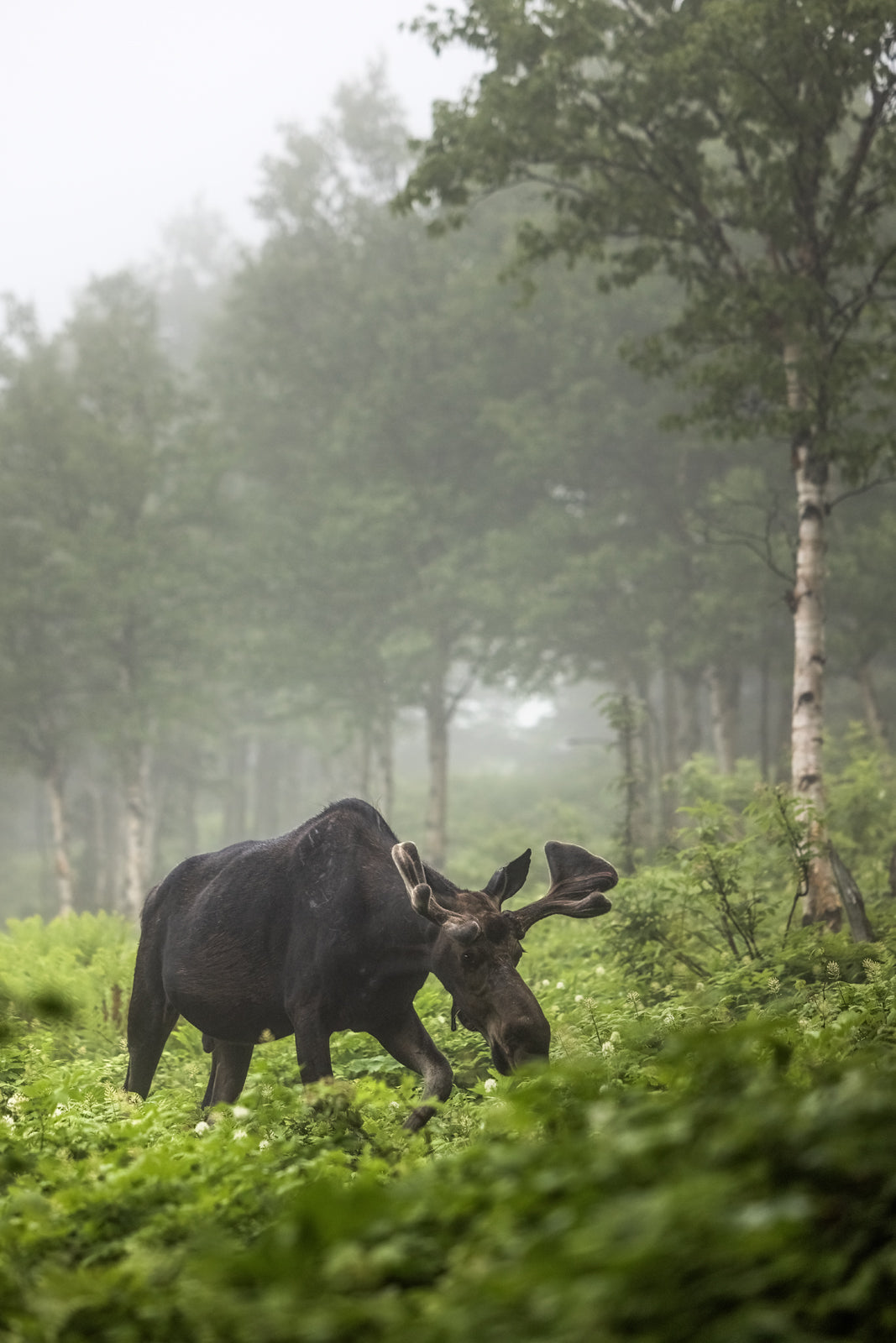 Orignal - Été 0143