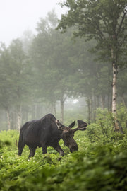 Orignal - Été 0143