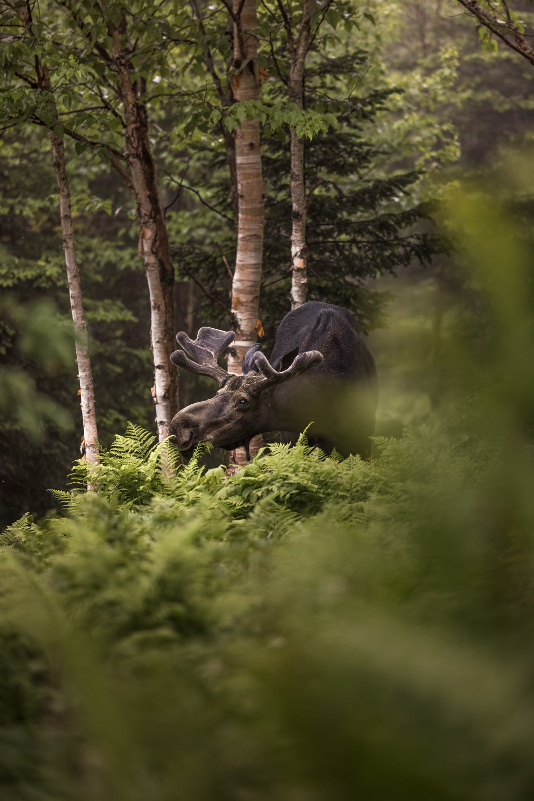 Orignal - Été 0144