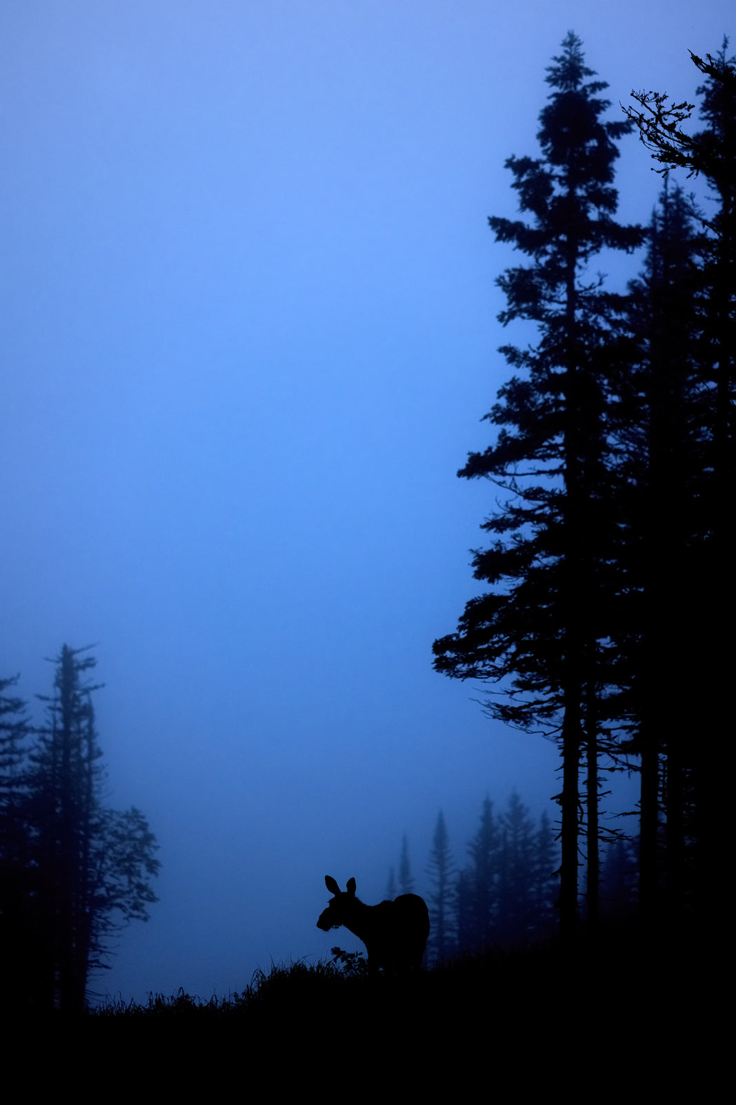 Orignal - Été 0145