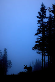 Orignal - Été 0145