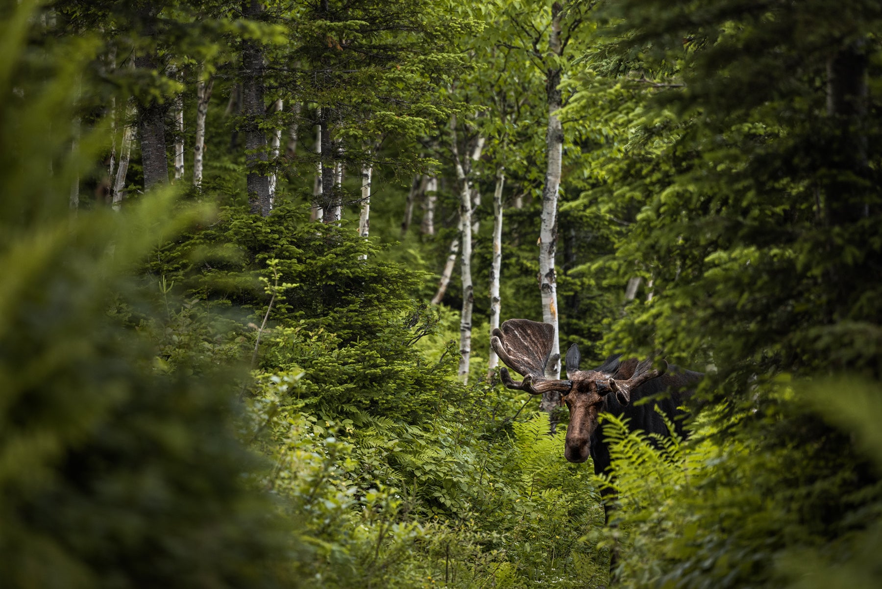 Orignal - Été 0146