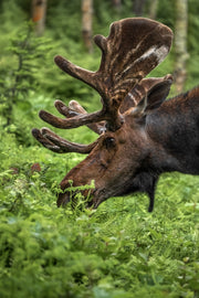 Orignal - Été 0147