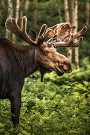 Orignal - Été 0148