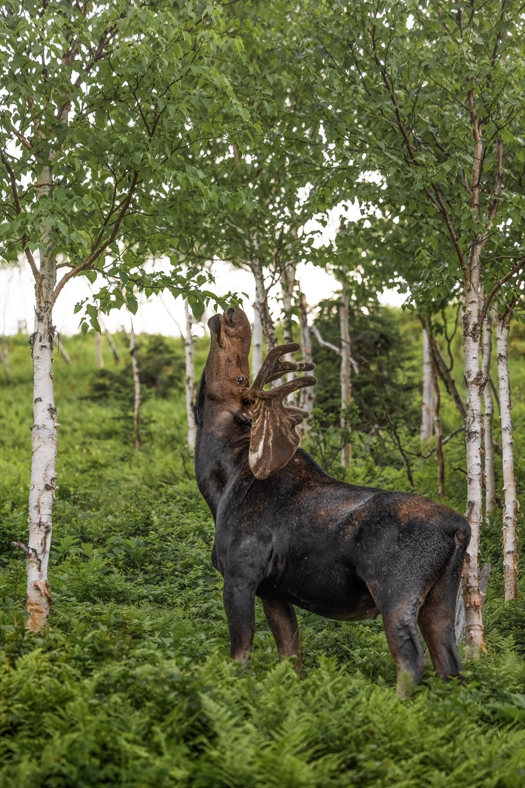 Orignal - Été 0149