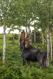 Orignal - Été 0149