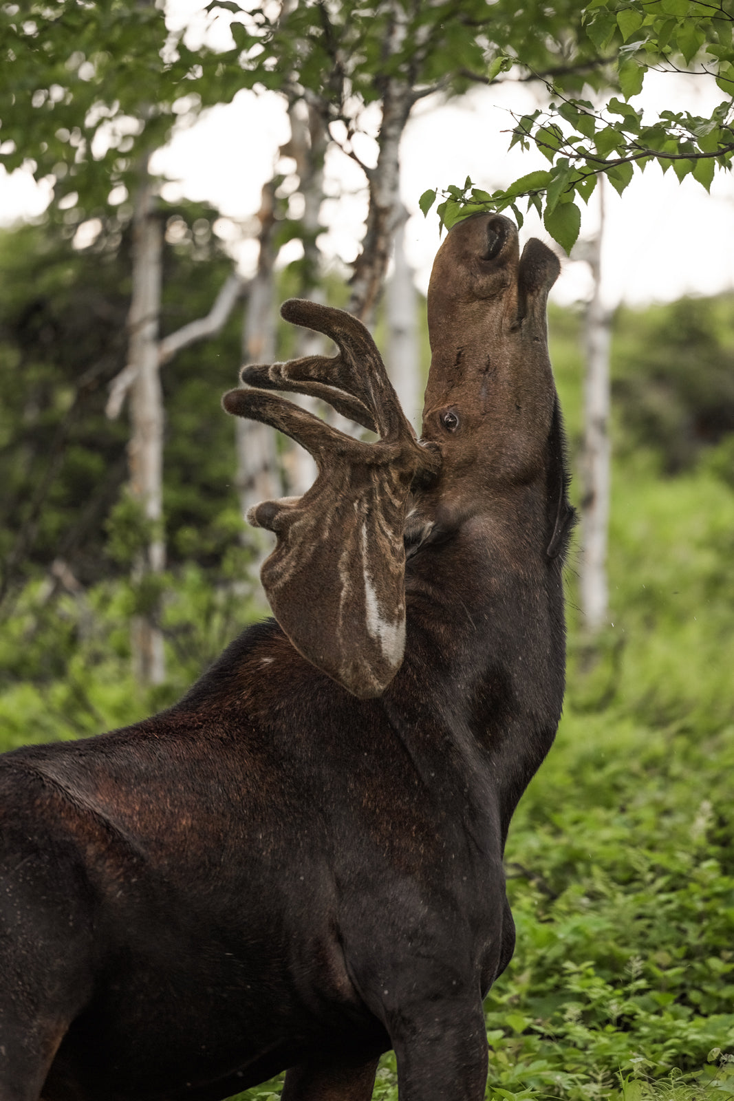 Orignal - Été 0150