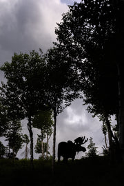 Orignal - Été 0151