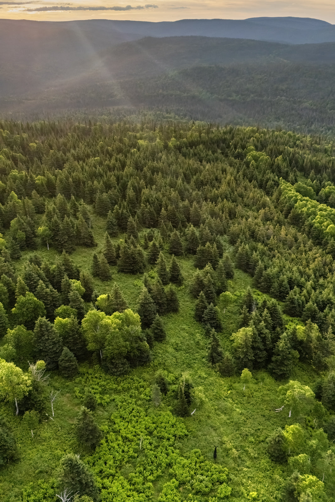 Orignal - Été 0153