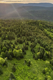 Orignal - Été 0153