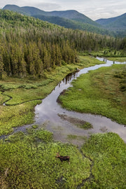 Orignal - Été 0154