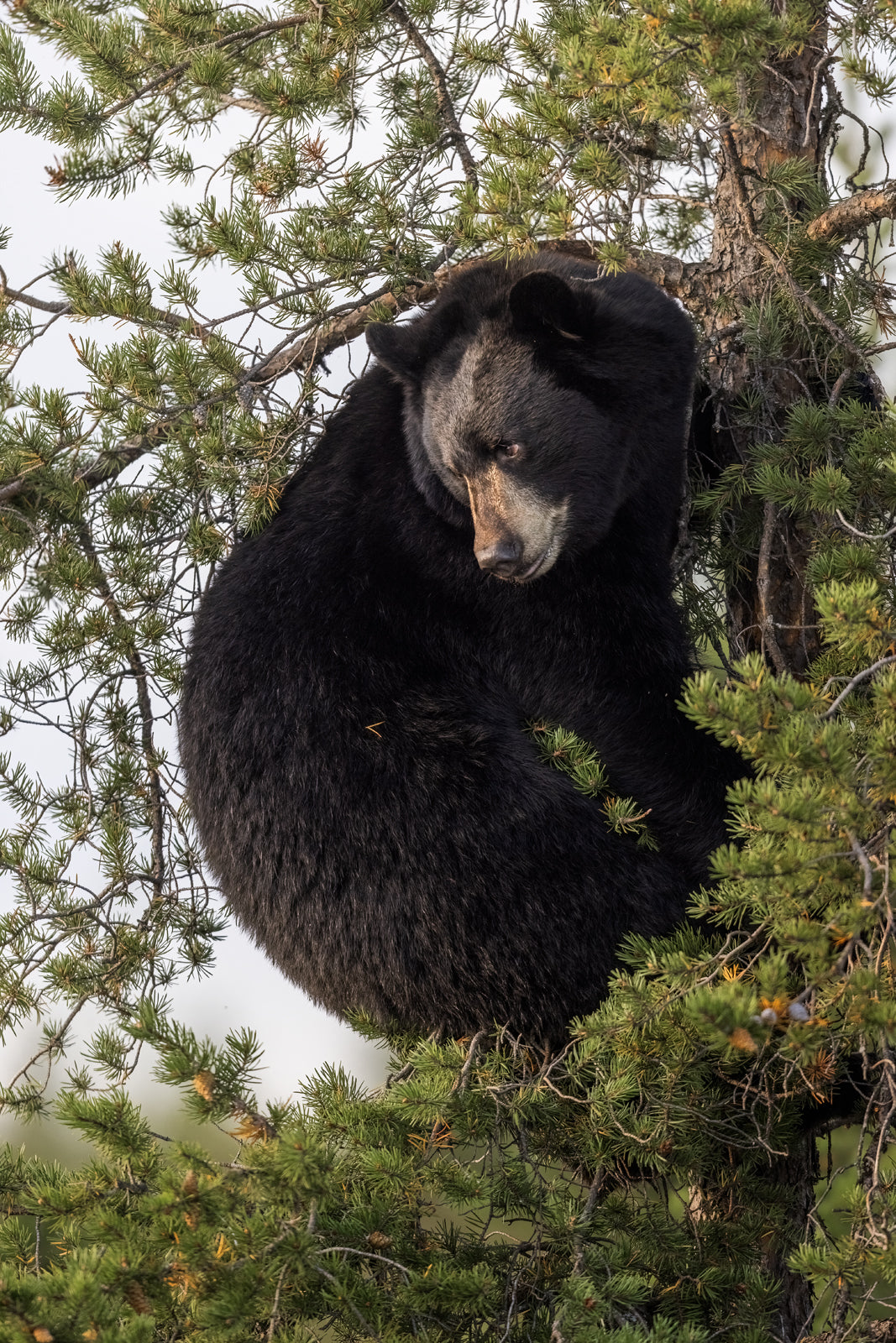 Ours noir 089