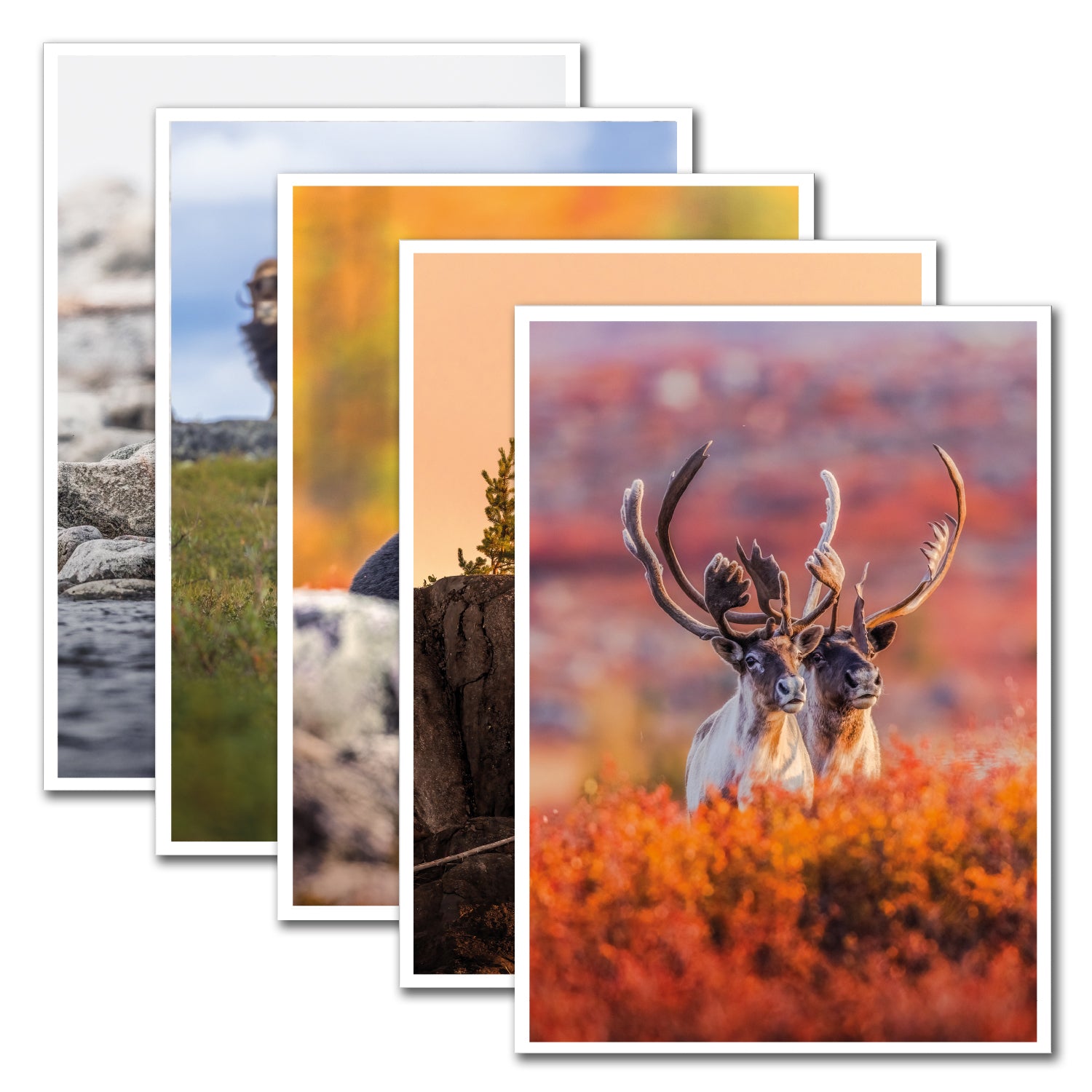 Ensemble de 5 cartes de souhaits - Artique été