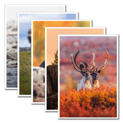 Ensemble de 5 cartes de souhaits - Artique été