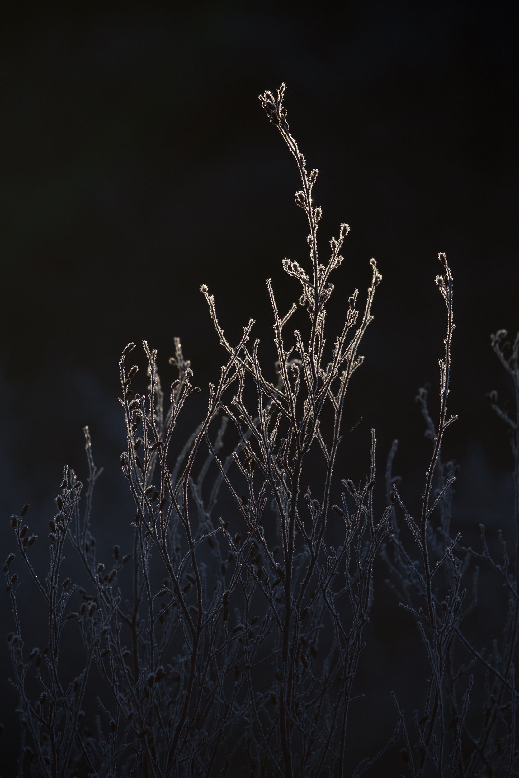 Paysage du Québec - Hiver 012