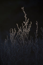 Paysage du Québec - Hiver 012