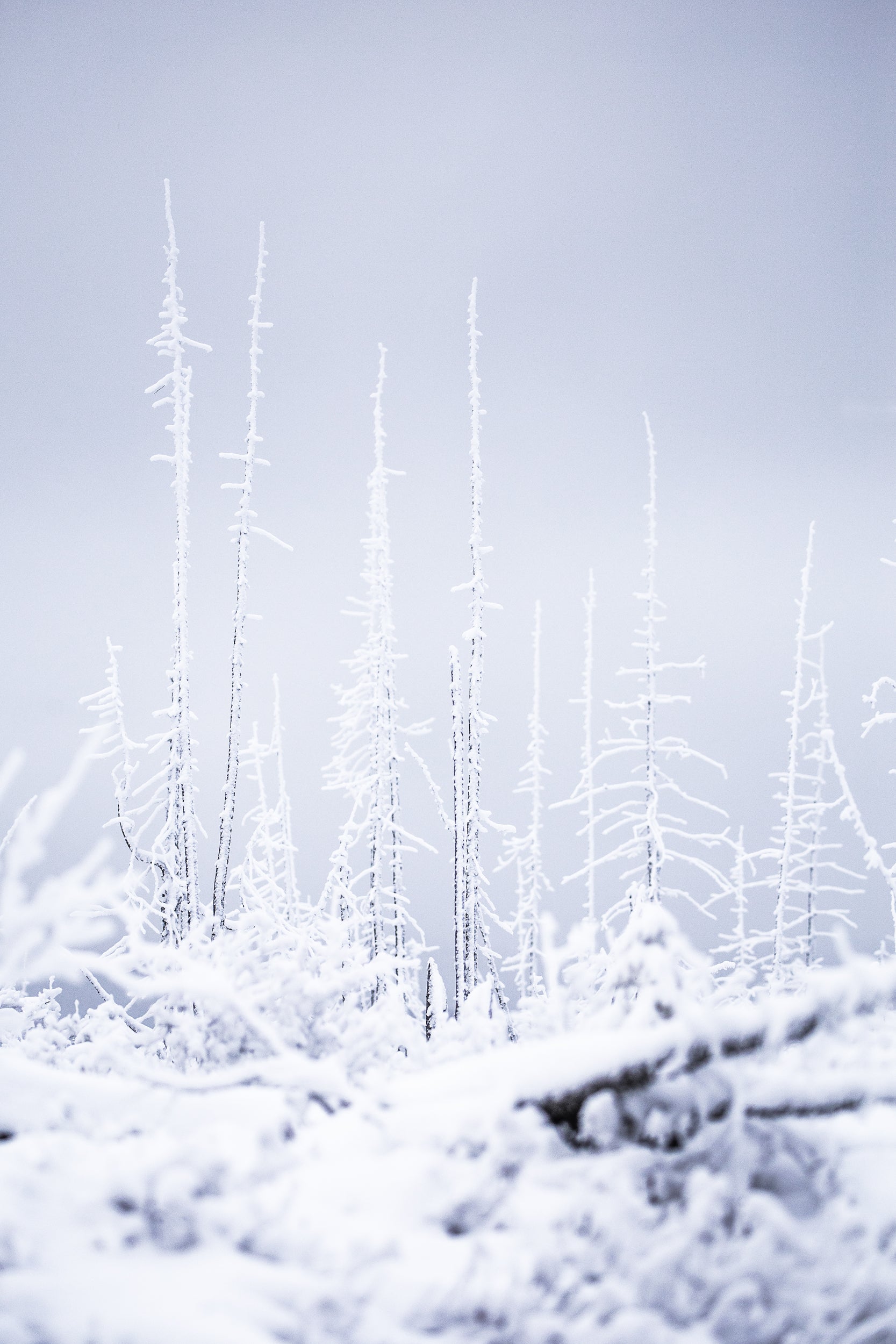 Paysage du Québec - Hiver 032