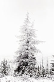 Paysage du Québec - Hiver 035