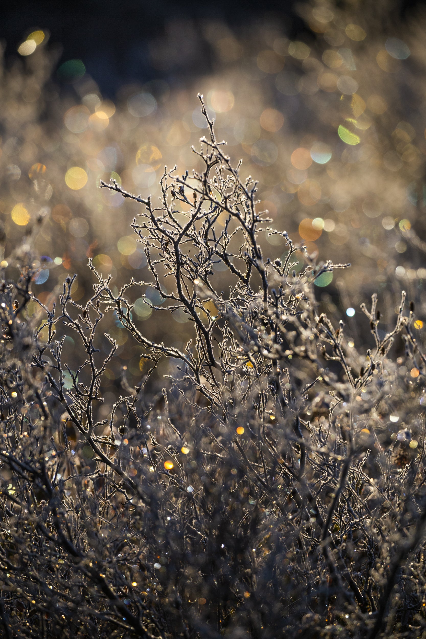 Paysage du Québec - Hiver 041
