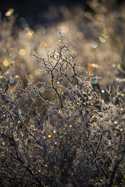 Paysage du Québec - Hiver 041