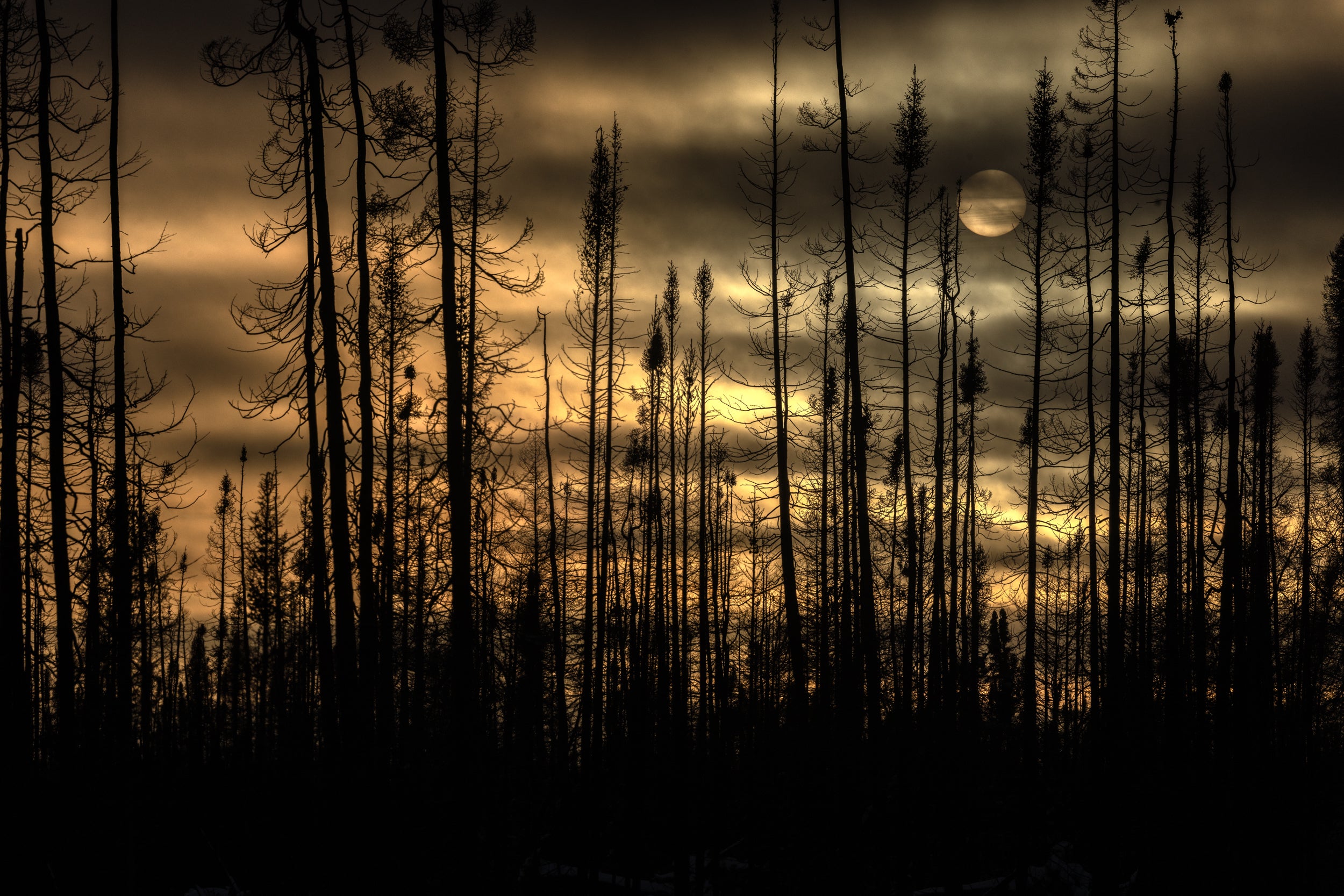 Paysage du Québec - Hiver 071