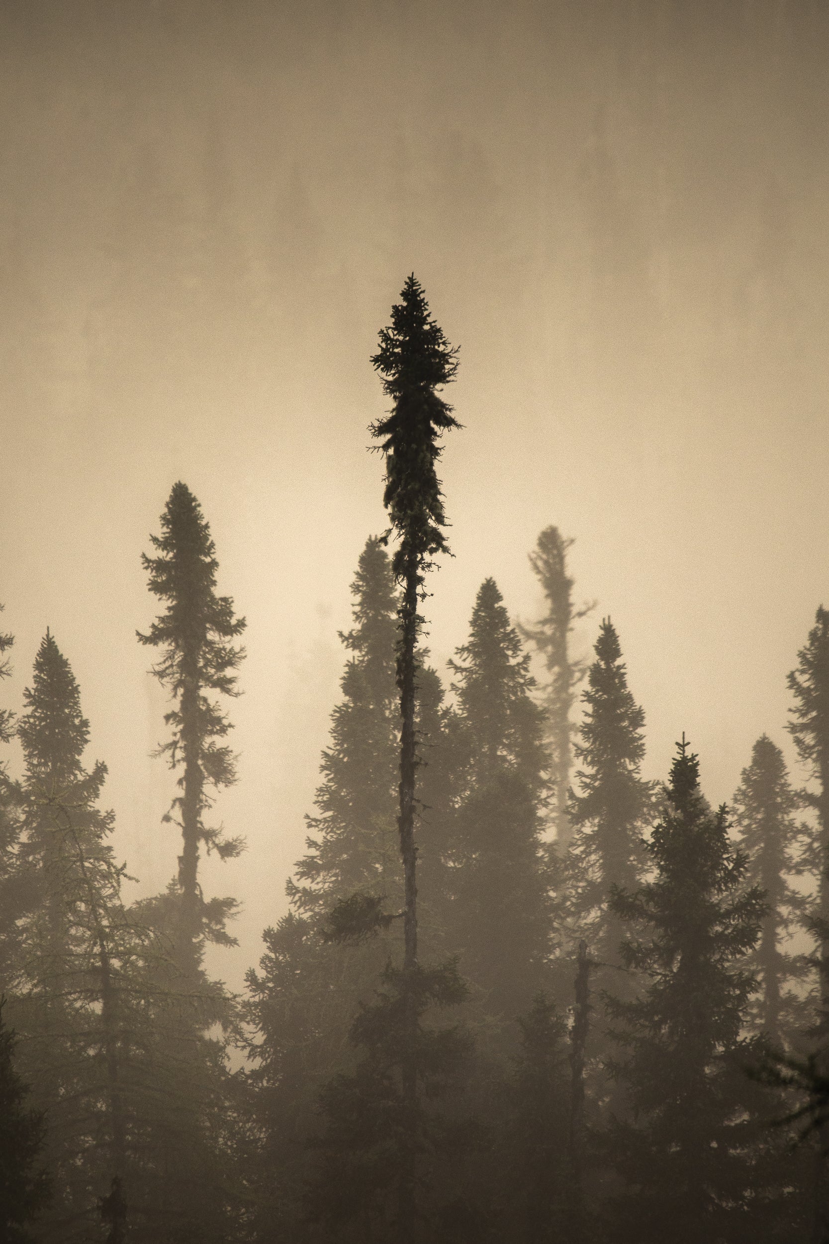 Paysage du Québec - Été 003