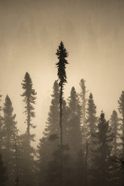 Paysage du Québec - Été 003