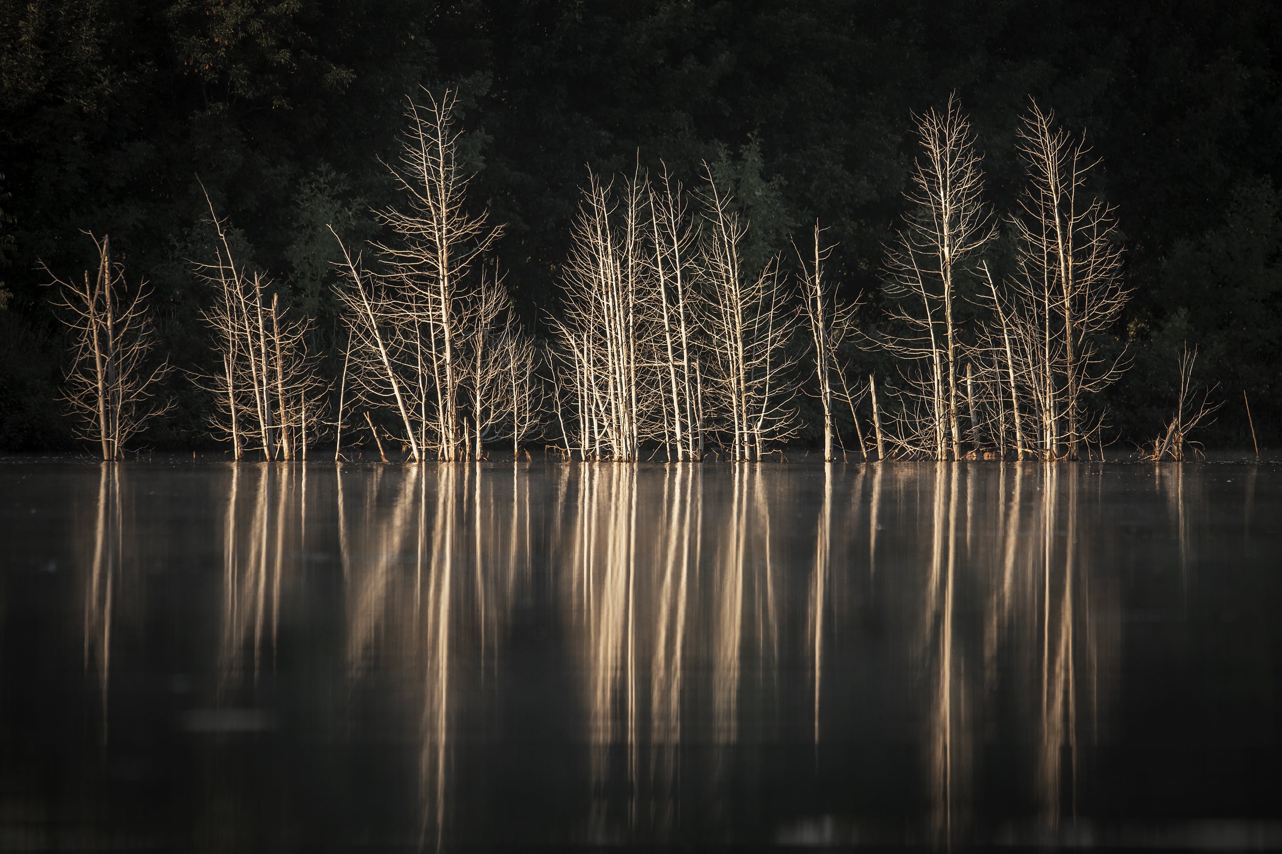 Paysage du Québec - Été 019
