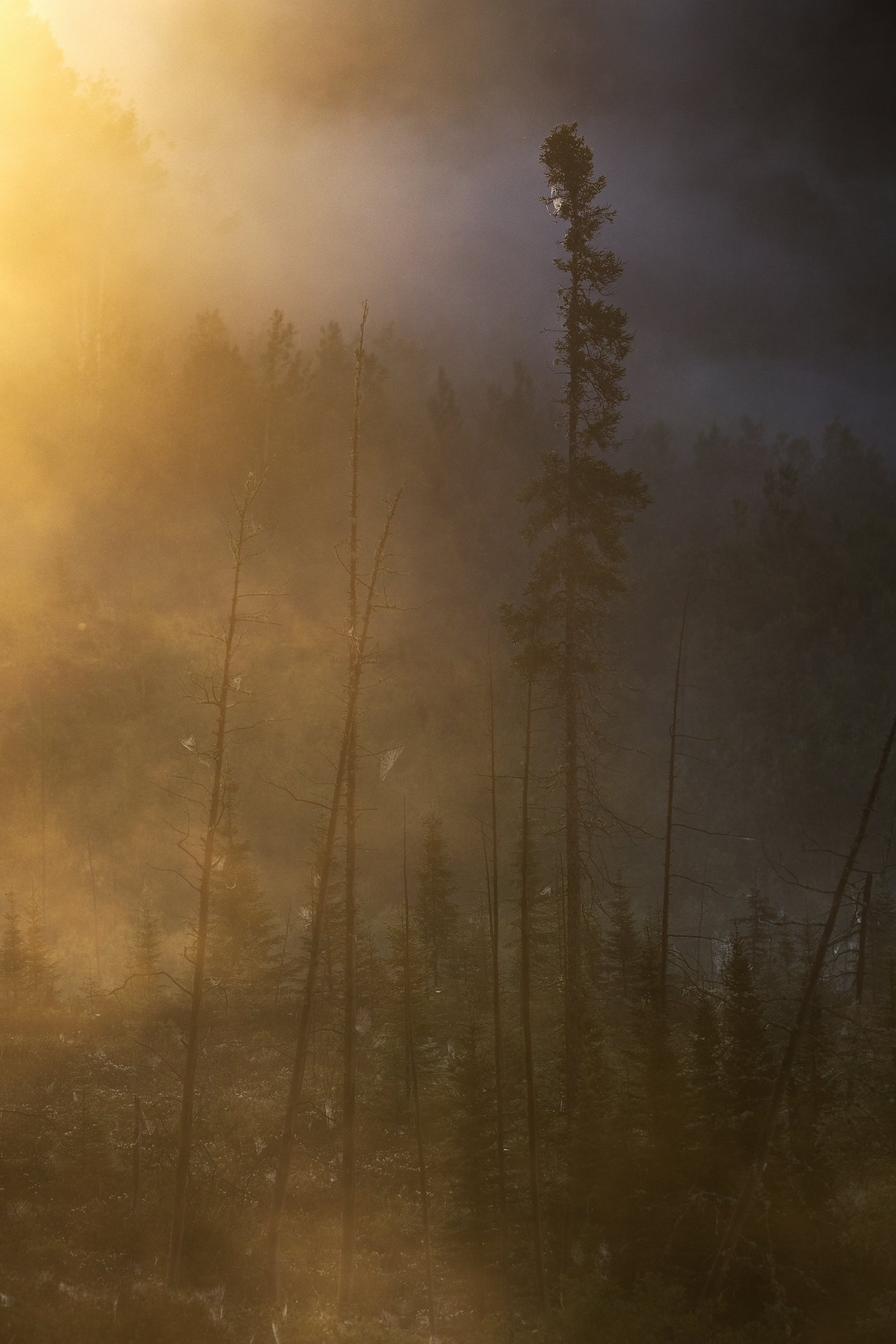 Paysage du Québec - Été 028