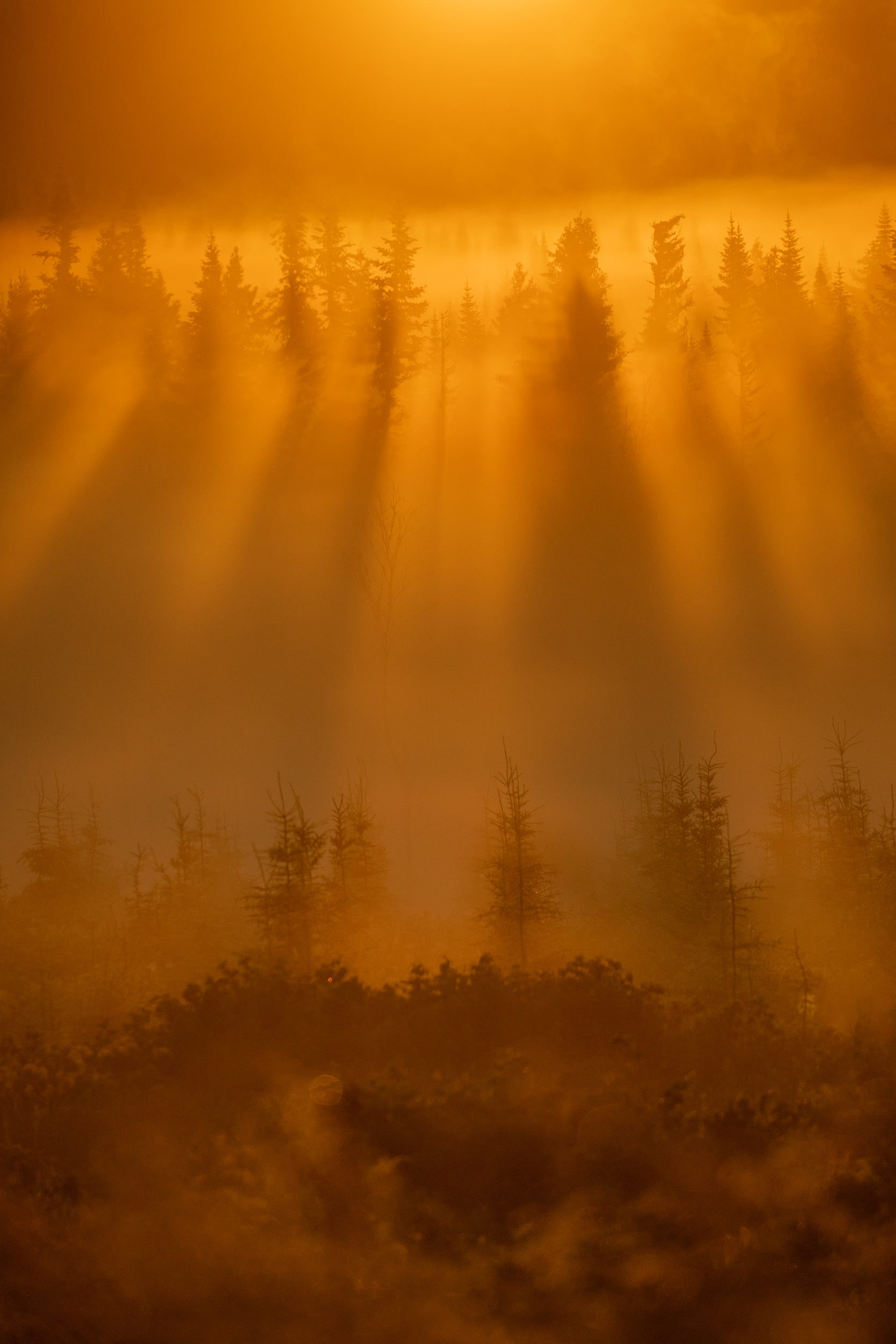 Paysage du Québec - Été 042