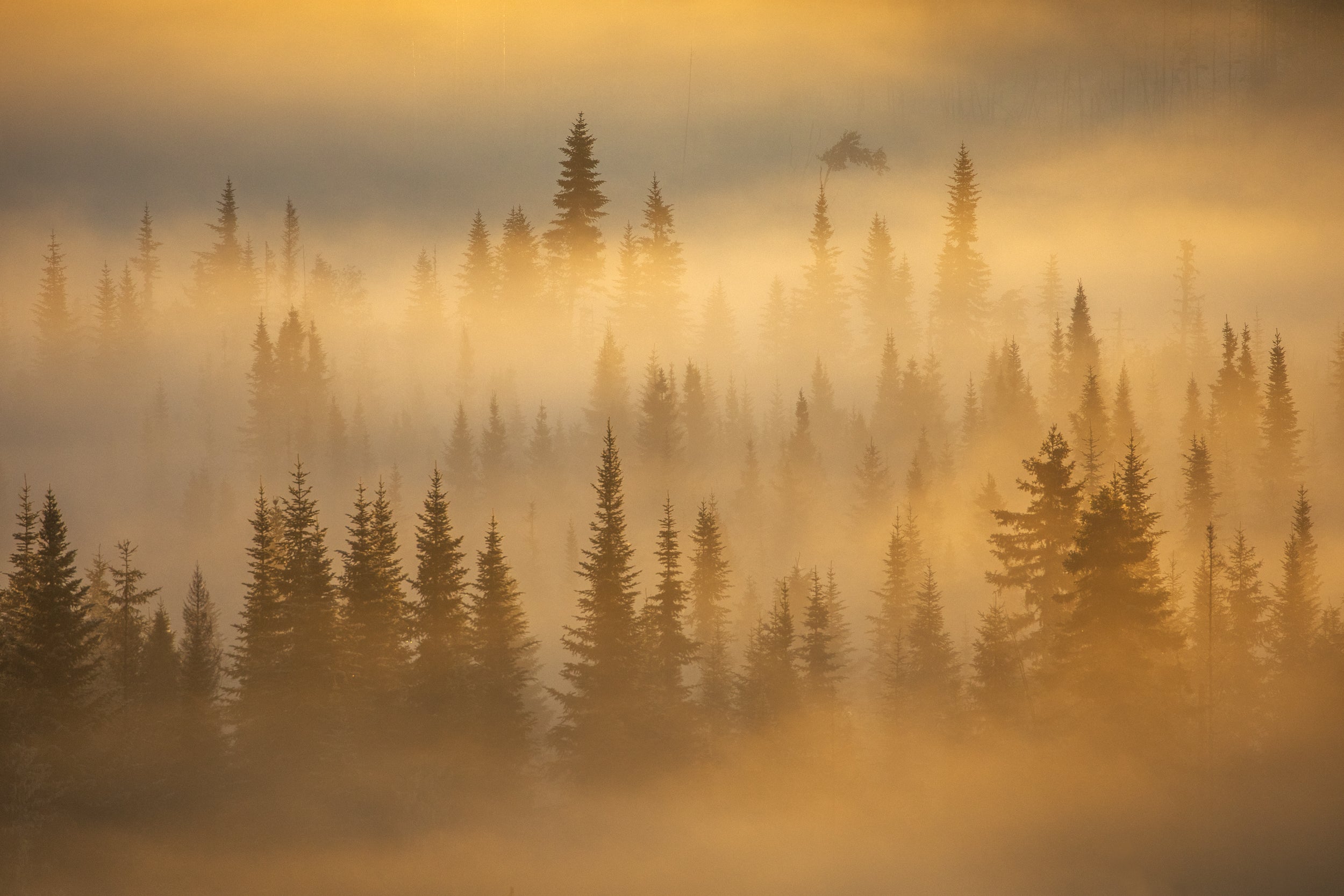 Paysage du Québec - Été 058