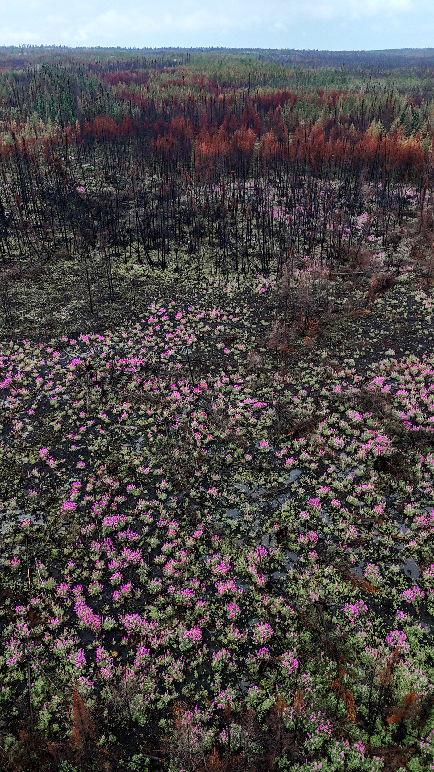 Paysage du Québec - Été 085