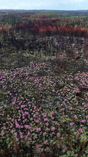 Paysage du Québec - Été 085